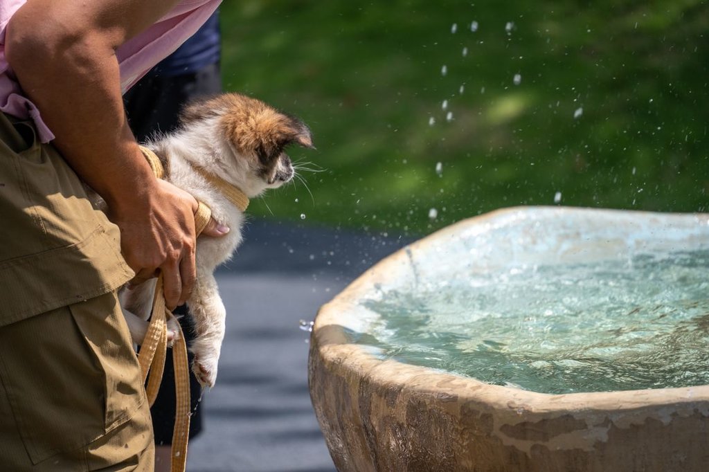 pet care